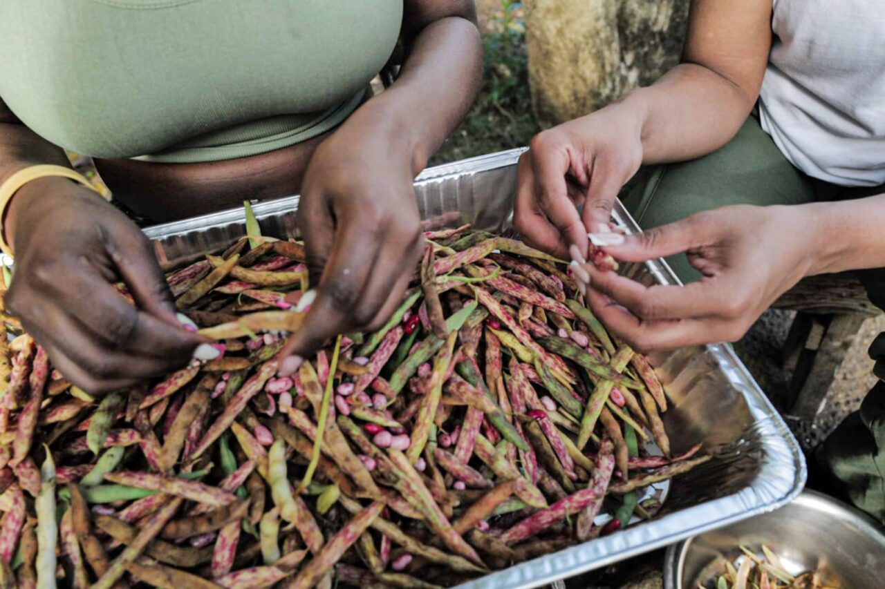 Two people preparing bean pods in a tray as part of the food preparation at the village for the full teams evening meal.